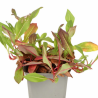 Persicaire affinis Donald Lowndes 20cm Godet 9cm - Persicaria