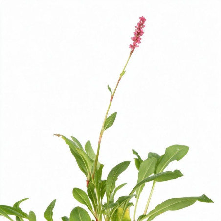 Persicaire affinis Darjeeling Red 20cm Godet 9cm - Persicaria
