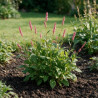 Persicaire affinis Darjeeling Red 20cm Godet 9cm - Persicaria