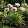 Pavot orientale Royal Wedding 20cm Godet 9cm - Papaver