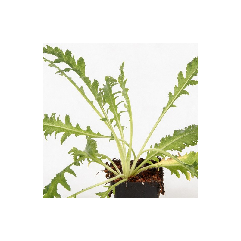 Pavot orientale Royal Wedding 20cm Godet 9cm - Papaver