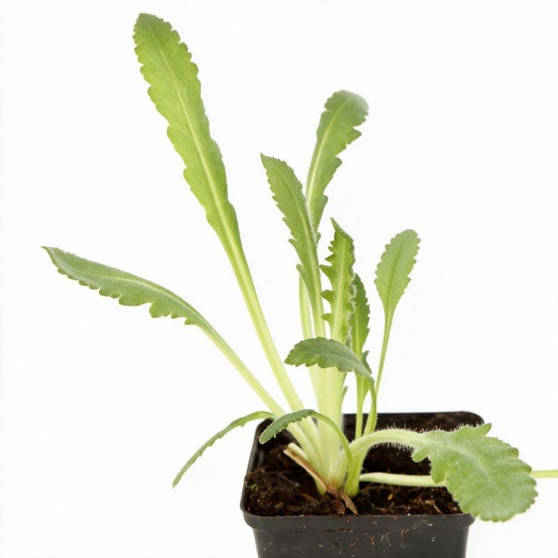Pavot orientale Prinzessin Viktoria Louise 20cm Godet 9cm - Papaver