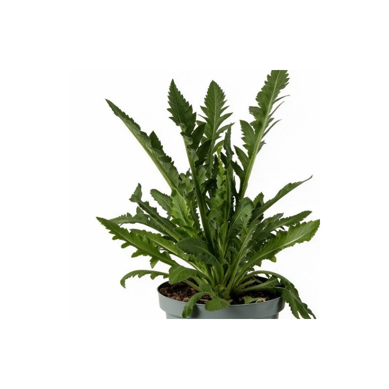 Pavot orientale Brilliant 20cm Godet 9cm - Papaver
