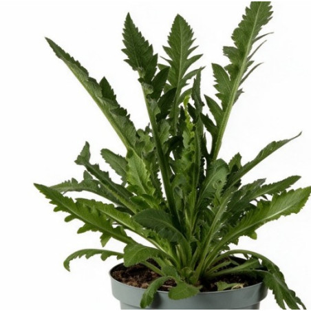 Pavot orientale Brilliant 20cm Godet 9cm - Papaver