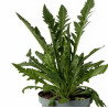 Pavot orientale Brilliant 20cm Godet 9cm - Papaver