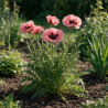 Pavot orientale Brilliant 20cm Godet 9cm - Papaver