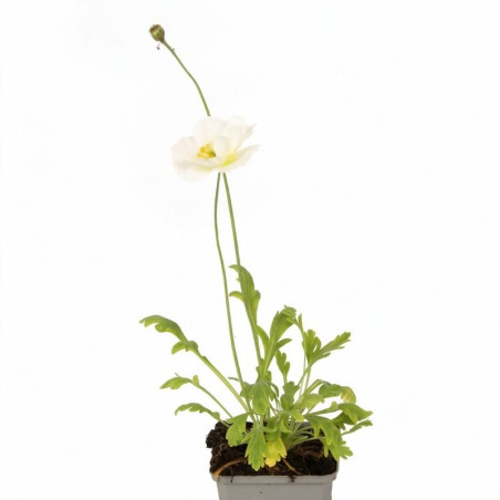 Pavot nudicaule Gartenzwerg 20cm Godet 9cm - Papaver