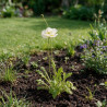 Pavot nudicaule Gartenzwerg 20cm Godet 9cm - Papaver