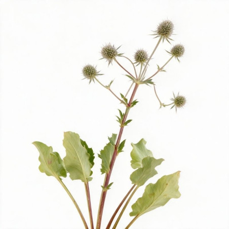 Panicaut planum 20cm Godet 9cm - Eryngium