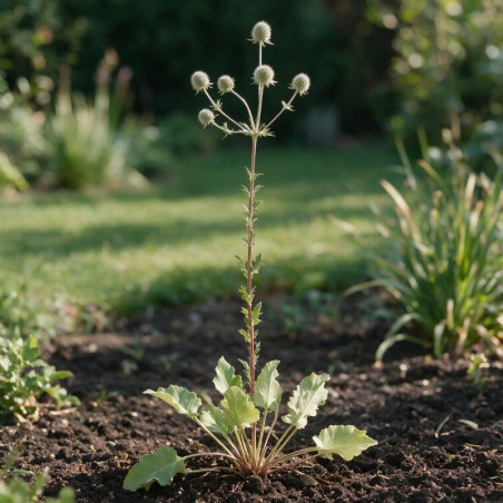 Panicaut planum 20cm Godet 9cm - Eryngium