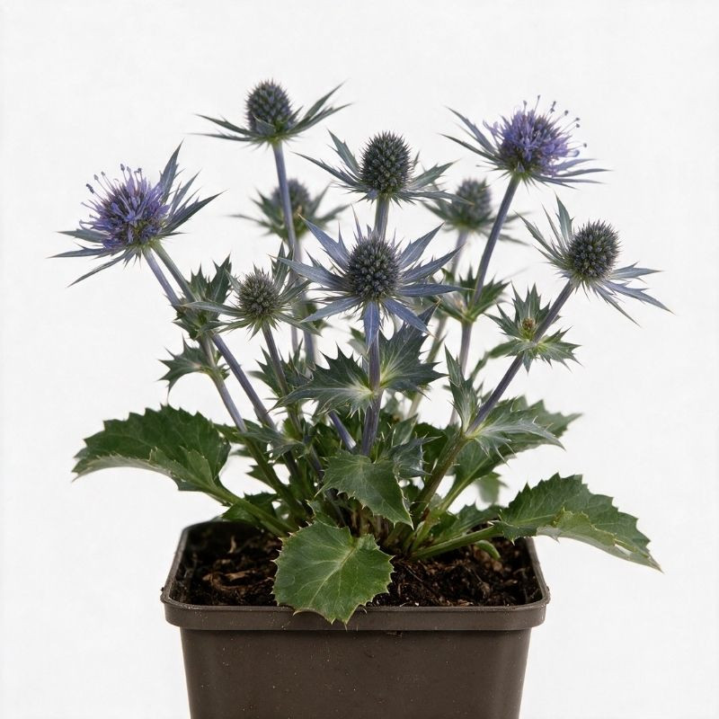 Panicaut bourgatii Big Blue 20cm Godet 9cm - Eryngium