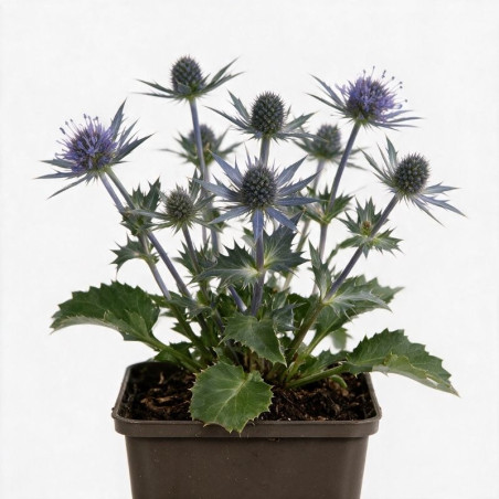 Panicaut bourgatii Big Blue 20cm Godet 9cm - Eryngium