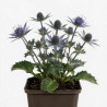 Panicaut bourgatii Big Blue 20cm Godet 9cm - Eryngium