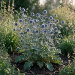 Panicaut bourgatii Big Blue 20cm Godet 9cm - Eryngium