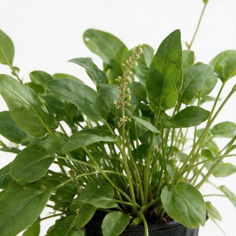 Oseille acetosa 20cm Godet 9cm - Rumex