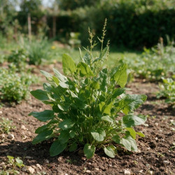 Oseille acetosa 20cm Godet 9cm - Rumex