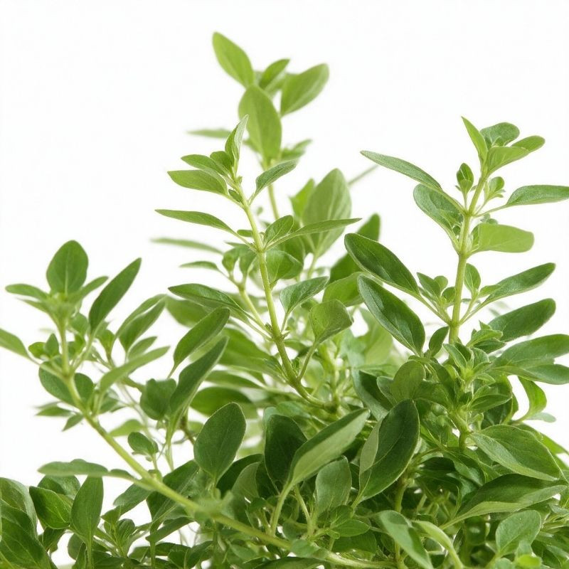 Origan vulgare 20cm Godet 9cm - Origanum