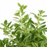 Origan vulgare 20cm Godet 9cm - Origanum