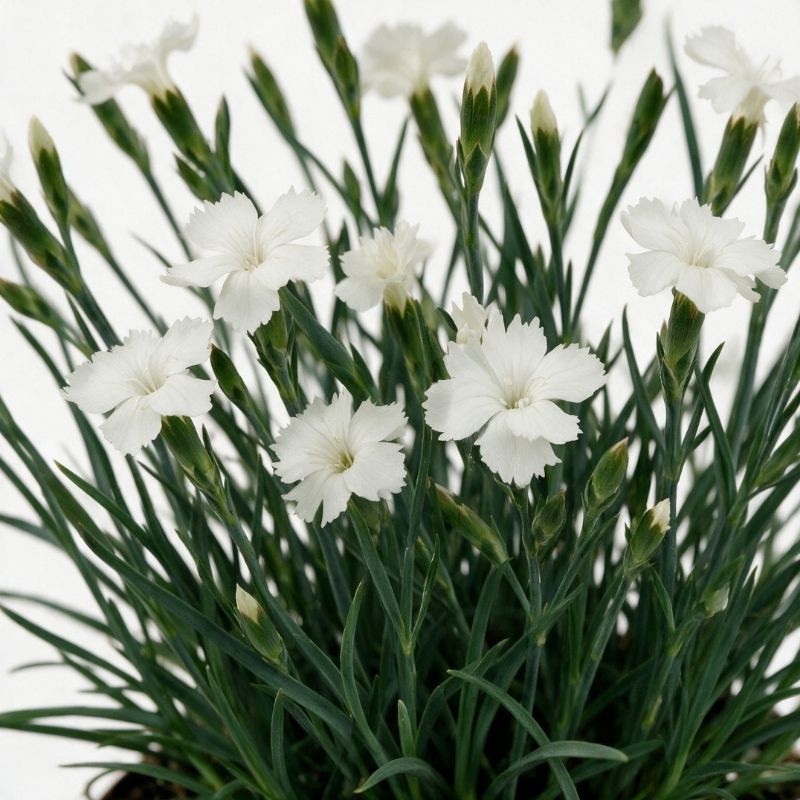 Oeillet Haytor White 20cm Godet 9cm - Dianthus
