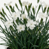 Oeillet Haytor White 20cm Godet 9cm - Dianthus