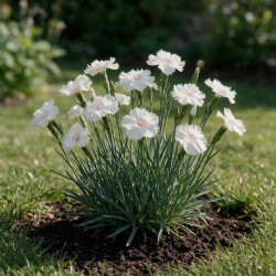 Oeillet Haytor White 20cm Godet 9cm - Dianthus
