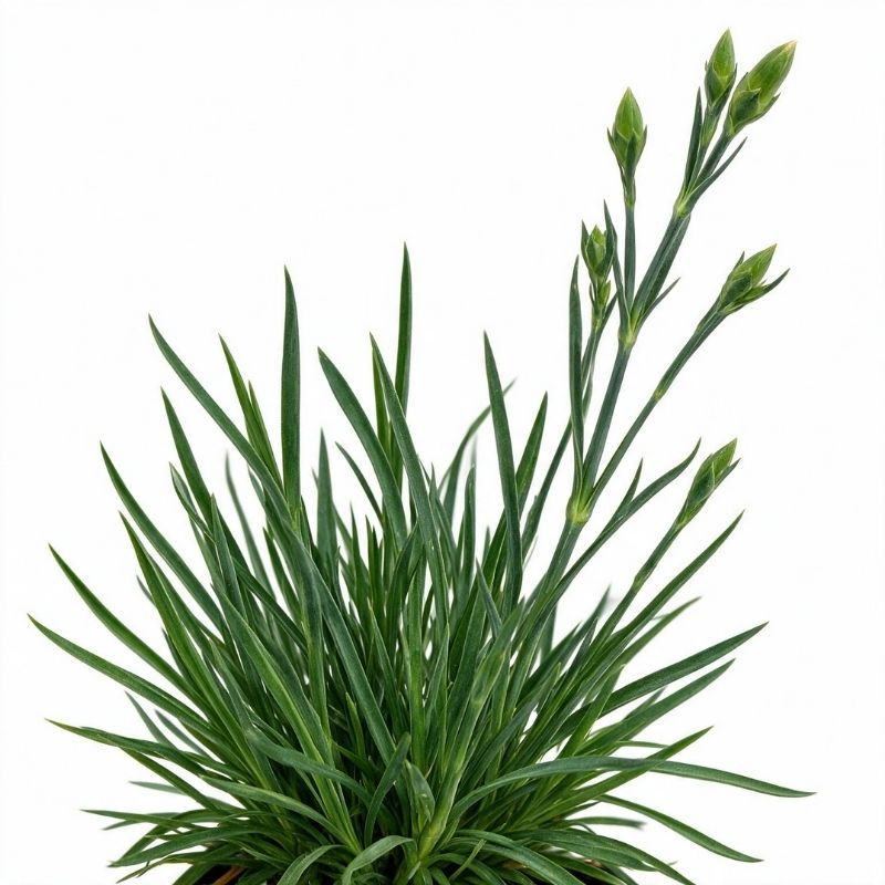 Oeillet Doris 20cm Godet 9cm - Dianthus