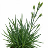 Oeillet Doris 20cm Godet 9cm - Dianthus