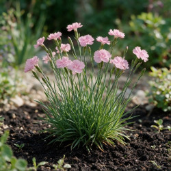 Oeillet Doris 20cm Godet 9cm - Dianthus