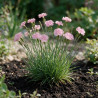 Oeillet Doris 20cm Godet 9cm - Dianthus