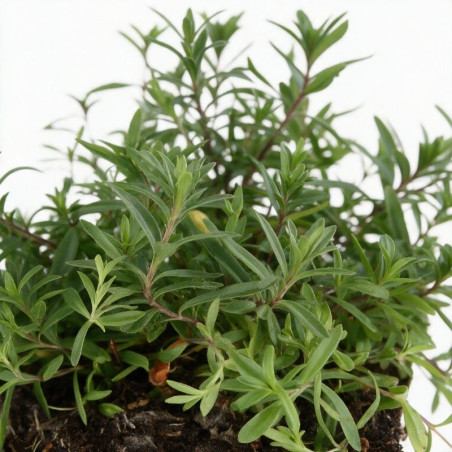 Oeillet deltoides Brilliant 20cm Godet 9cm - Dianthus