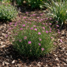 Oeillet deltoides Brilliant 20cm Godet 9cm - Dianthus