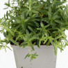 Oeillet deltoides Albiflorus 20cm Godet 9cm - Dianthus