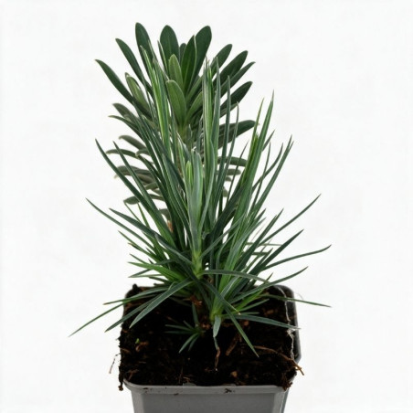 Oeillet David 20cm Godet 9cm - Dianthus