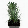 Oeillet David 20cm Godet 9cm - Dianthus