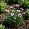 Oeillet David 20cm Godet 9cm - Dianthus