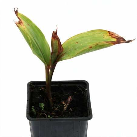 Muguet majalis 20cm Godet 9cm - Convallaria