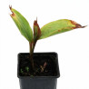 Muguet majalis 20cm Godet 9cm - Convallaria