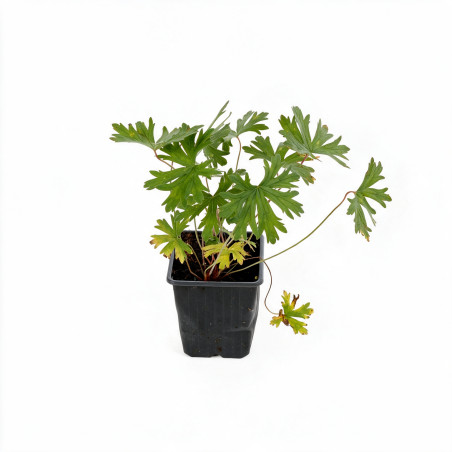 Géranium vivace Johnsons Blue 20cm Godet 9cm - Geranium