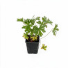 Géranium vivace Johnsons Blue 20cm Godet 9cm - Geranium