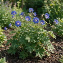 Géranium vivace Johnsons Blue 20cm Godet 9cm - Geranium