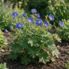 Géranium vivace Johnsons Blue 20cm Godet 9cm - Geranium