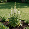 Digitale purpurea Alba 20cm Godet 9cm - Digitalis