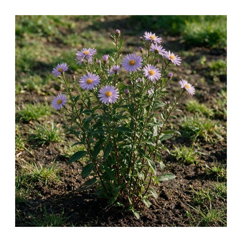 Aster pyrenaeus Lutetia 20cm Godet 9cm - Aster