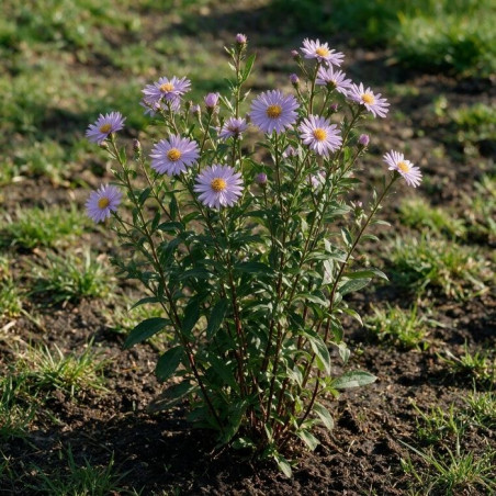 Aster pyrenaeus Lutetia 20cm Godet 9cm - Aster