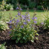Campanule poscharskyana 20cm Godet 9cm - Campanula