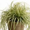 Laîche oshimensis Evergold 20cm Pot 3L - Carex oshimensis Evergold