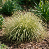 Laîche oshimensis Evergold 20cm Pot 3L - Carex oshimensis Evergold