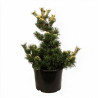 Pin blanc du Japon 'Goldilocks' Pot 25L 60/80cm - Pinus parv. Goldilocks