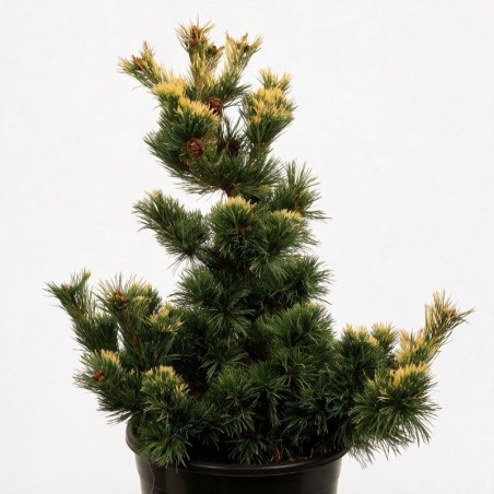 Pin blanc du Japon 'Goldilocks' Pot 25L 60/80cm - Pinus parv. Goldilocks