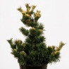 Pin blanc du Japon 'Goldilocks' Pot 25L 60/80cm - Pinus parv. Goldilocks